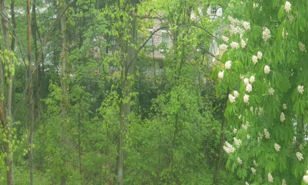 Villa bij Ham – Verstopte Rust in het Groen